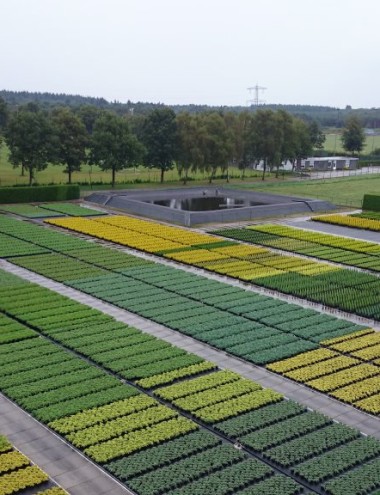 Boomkwekerij Wil de Kroon Steensel afbeelding 3